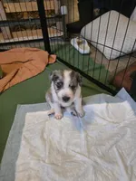 Female #1, a female Australian Shepherd and Labrador Retriever for sale in Austin, TX – Photo 4 of 9