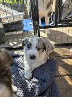Female #1, a female Australian Shepherd and Labrador Retriever for sale in Austin, TX – Photo 5 of 9