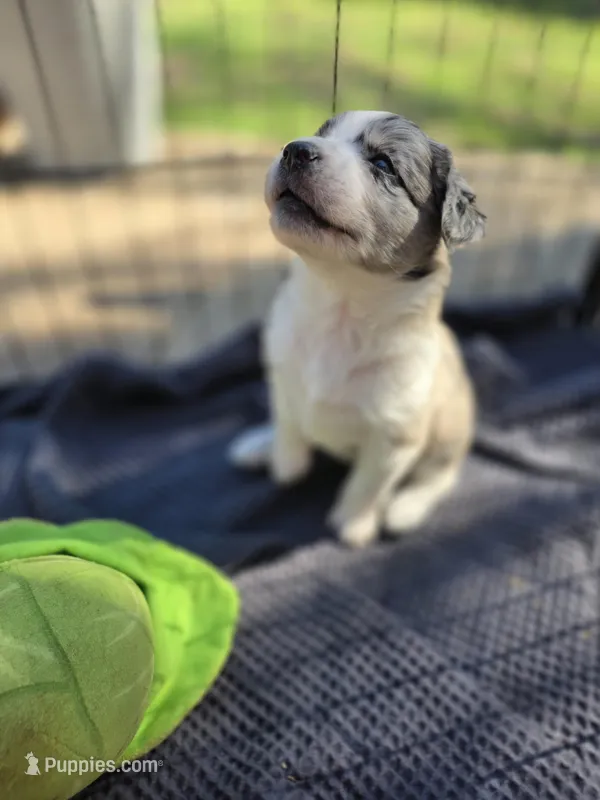Female #1 – Australian Shepherd, Labrador Retriever puppy for sale in Austin, TX