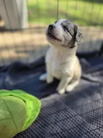 Female #1, a female Australian Shepherd and Labrador Retriever for sale in Austin, TX – Photo 1 of 9