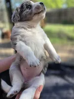 Female #1, a female Australian Shepherd and Labrador Retriever for sale in Austin, TX – Photo 3 of 9