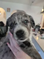 Female #6, a female Australian Shepherd and Labrador Retriever for sale in Austin, TX – Photo 2 of 10