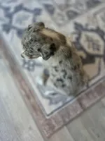 Female #6, a female Australian Shepherd and Labrador Retriever for sale in Austin, TX – Photo 7 of 10