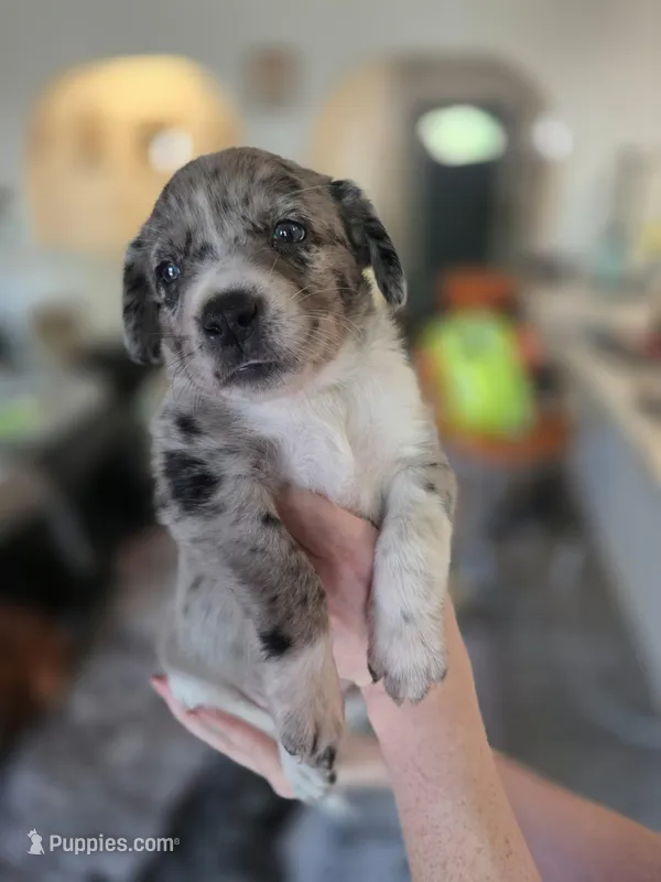 Female #6 – Australian Shepherd, Labrador Retriever puppy on hold in Austin, TX