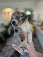 Female #6, a female Australian Shepherd and Labrador Retriever for sale in Austin, TX – Photo 6 of 10