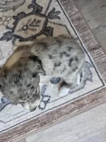 Female #6, a female Australian Shepherd and Labrador Retriever for sale in Austin, TX – Photo 3 of 10