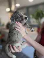 Female #6, a female Australian Shepherd and Labrador Retriever for sale in Austin, TX – Photo 4 of 10