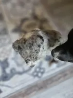 Female #6, a female Australian Shepherd and Labrador Retriever for sale in Austin, TX – Photo 5 of 10