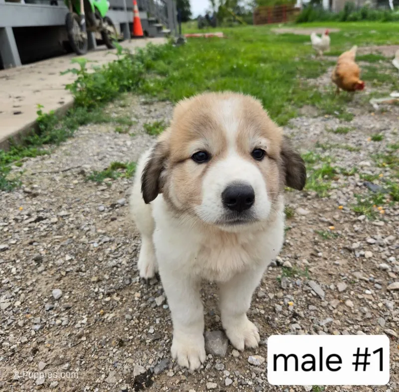 Male #1 – Great Pyrenees puppy for sale in Bolivar, MO