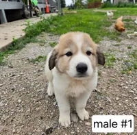 Male #1, a male Great Pyrenees for sale in Bolivar, MO – 1 of 3