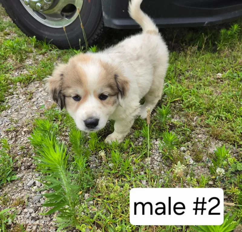 Male #2 – Great Pyrenees puppy for sale in Bolivar, MO