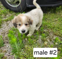 Male #2, a male Great Pyrenees for sale in Bolivar, MO – 1 of 2