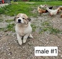 Male #1, a male Great Pyrenees for sale in Bolivar, MO – 2 of 3