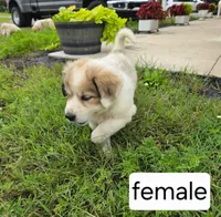 Female, a male Great Pyrenees for sale in Bolivar, MO – 3 of 3