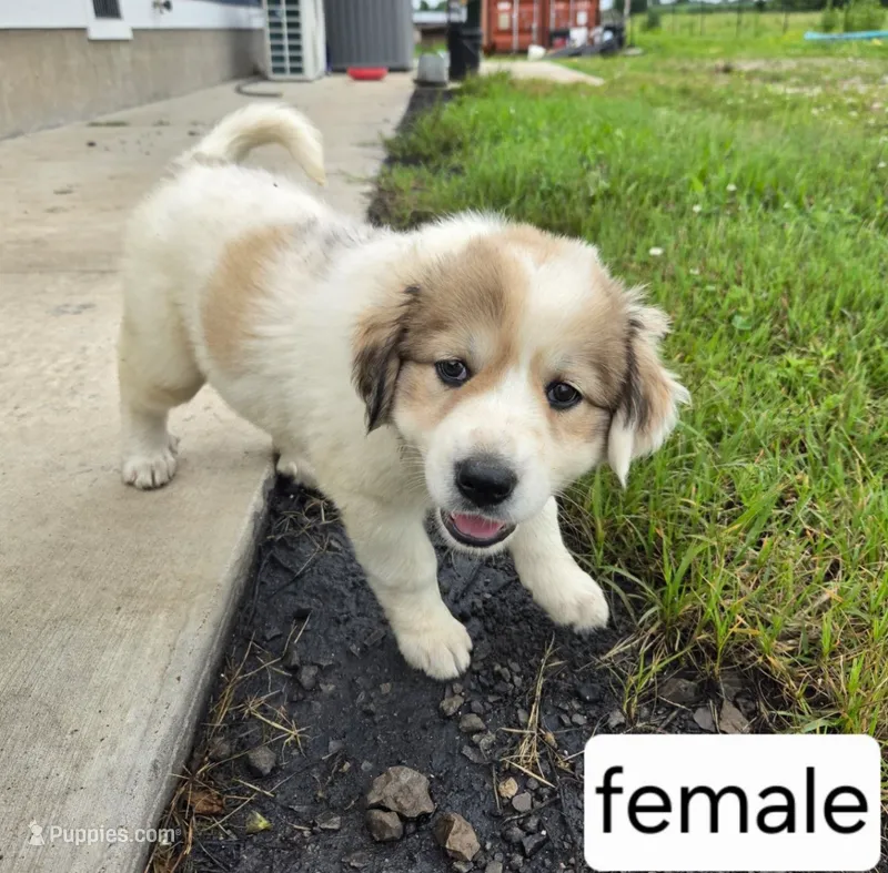 Female – Great Pyrenees puppy for sale in Bolivar, MO