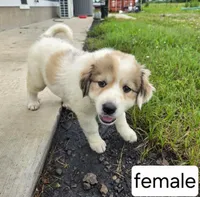 Female, a male Great Pyrenees for sale in Bolivar, MO – 1 of 3