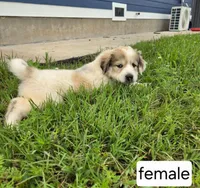 Female, a male Great Pyrenees for sale in Bolivar, MO – 2 of 3
