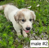 Male #2, a male Great Pyrenees for sale in Bolivar, MO – 2 of 2