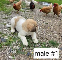 Male #1, a male Great Pyrenees for sale in Bolivar, MO – 3 of 3