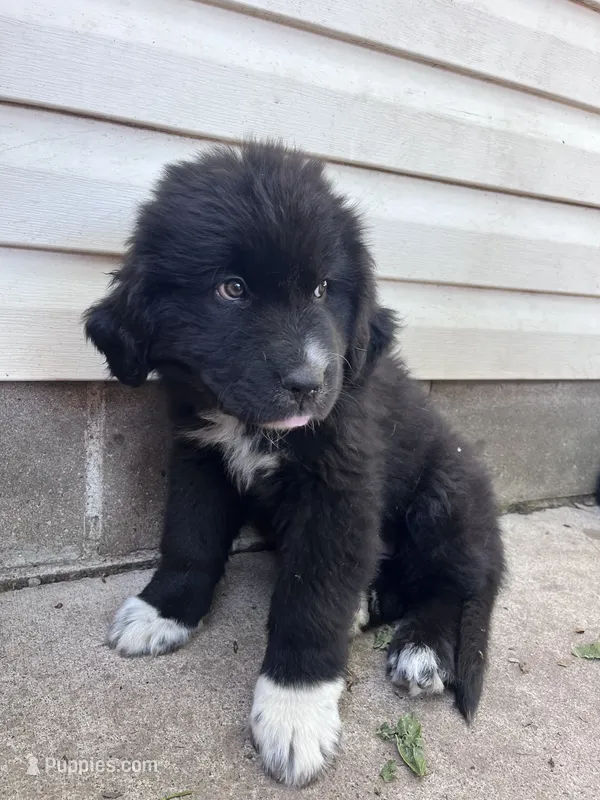 Orange – Great Pyrenees, Newfoundland puppy for sale in Albert Lea, MN