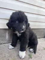 Orange, a female Great Pyrenees and Newfoundland for sale in Albert Lea, MN – 1 of 2