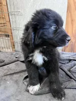 Yellow, a male Great Pyrenees and Newfoundland for sale in Albert Lea, MN – 1 of 2