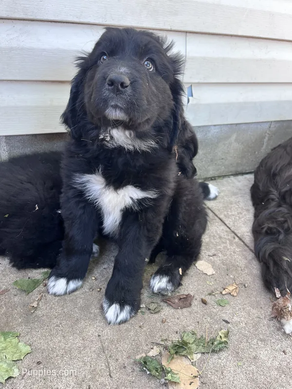 Light Blue – Great Pyrenees, Newfoundland puppy for sale in Albert Lea, MN