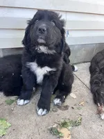 Light Blue, a female Great Pyrenees and Newfoundland for sale in Albert Lea, MN – 1 of 2