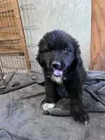 Yellow, a male Great Pyrenees and Newfoundland for sale in Albert Lea, MN – 2 of 2