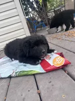 Ms White, a female Great Pyrenees and Newfoundland for sale in Albert Lea, MN – 4 of 4