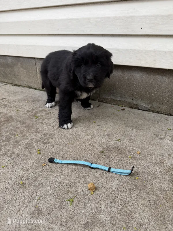 Ms Light Blue – Great Pyrenees, Newfoundland puppy for sale in Albert Lea, MN