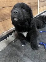 Purple , a male Great Pyrenees and Newfoundland for sale in Albert Lea, MN – 2 of 2