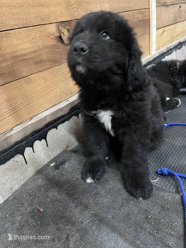 Purple  – Great Pyrenees, Newfoundland puppy for sale in Albert Lea, MN