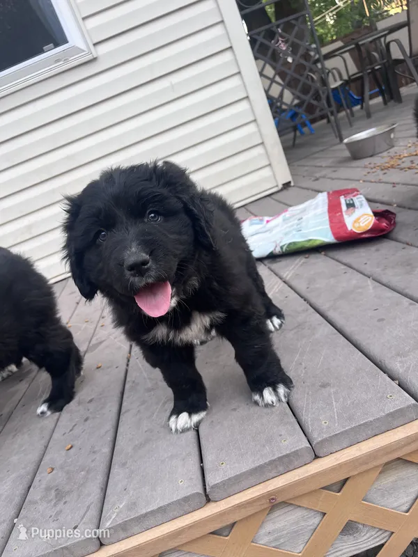Ms Light Blue – Great Pyrenees, Newfoundland puppy for sale in Albert Lea, MN