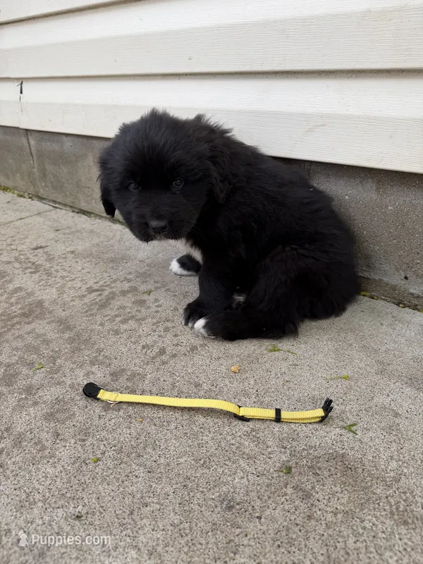 Mr Yellow – Great Pyrenees, Newfoundland puppy for sale in Albert Lea, MN