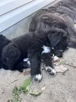 Light Blue, a female Great Pyrenees and Newfoundland for sale in Albert Lea, MN – 2 of 2