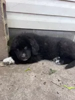 Orange, a female Great Pyrenees and Newfoundland for sale in Albert Lea, MN – 2 of 2