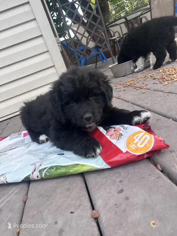 Ms White – Great Pyrenees, Newfoundland puppy for sale in Albert Lea, MN