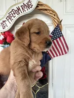 Callie, a female Golden Retriever for sale in Mount Airy, NC – 8 of 10