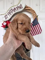 Zoe, a female Golden Retriever for sale in Mount Airy, NC – 6 of 9