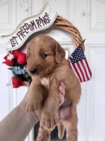 Harper, a female Golden Retriever for sale in Mount Airy, NC – 8 of 10