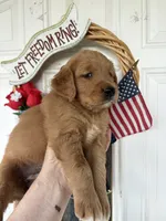 Callie, a female Golden Retriever for sale in Mount Airy, NC – 2 of 10
