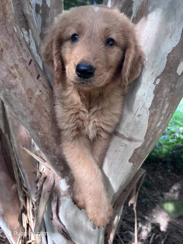 Bobby – Golden Retriever puppy for sale in Mount Airy, NC
