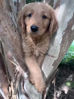 Bobby, a male Golden Retriever for sale in Mount Airy, NC – 1 of 9
