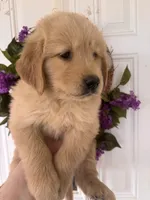 Charlie, a male Golden Retriever for sale in Mount Airy, NC – 6 of 10