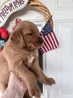 Daphine, a female Golden Retriever for sale in Mount Airy, NC – 6 of 10
