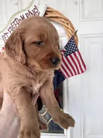Daphine, a female Golden Retriever for sale in Mount Airy, NC – 2 of 10