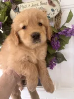 Copper, a male Golden Retriever for sale in Mount Airy, NC – 4 of 10
