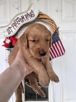 Zoe, a female Golden Retriever for sale in Mount Airy, NC – 3 of 9