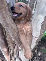Ralphie, a male Golden Retriever for sale in Mount Airy, NC – 4 of 8